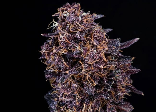 GMO Auto феминизирани семена-ATL-GMO-AUTO-FEM