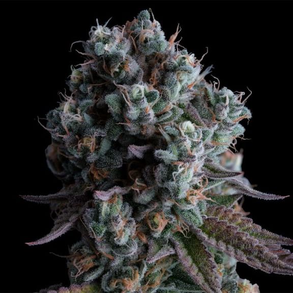 Black Sugar 2.0 Feminized Seeds-SMAN-BLS2-FEM