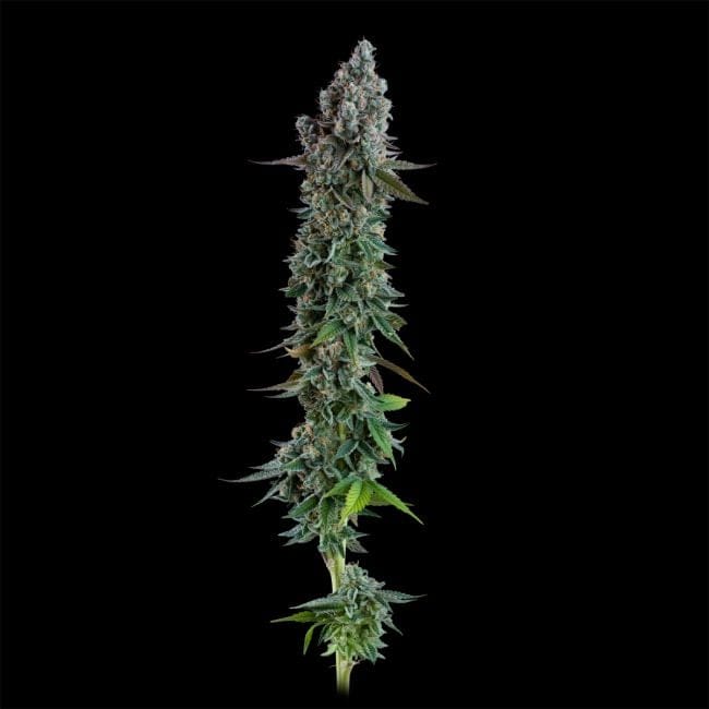 Black Sugar 2.0 Feminised Seeds-SMAN-BLS2-FEM