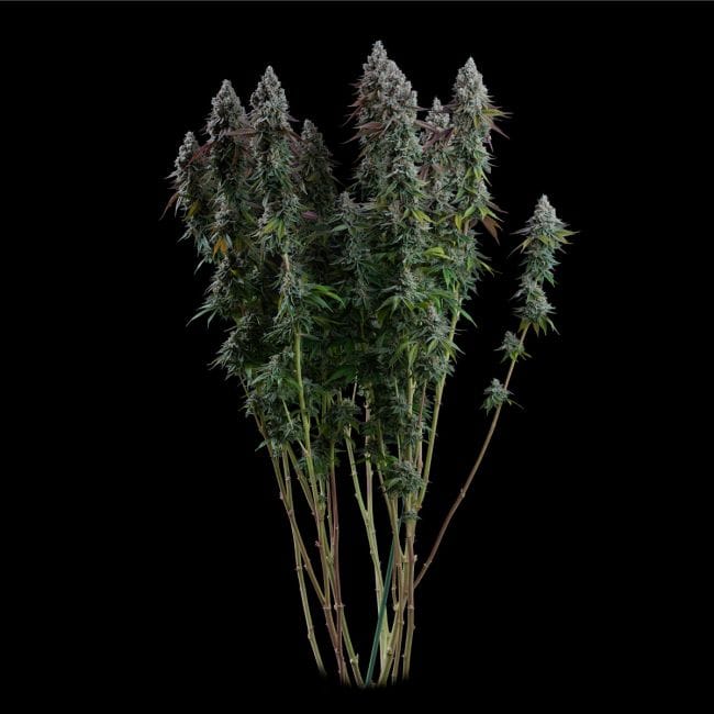 Black Sugar 2.0 Feminized Seeds-SMAN-BLS2-FEM
