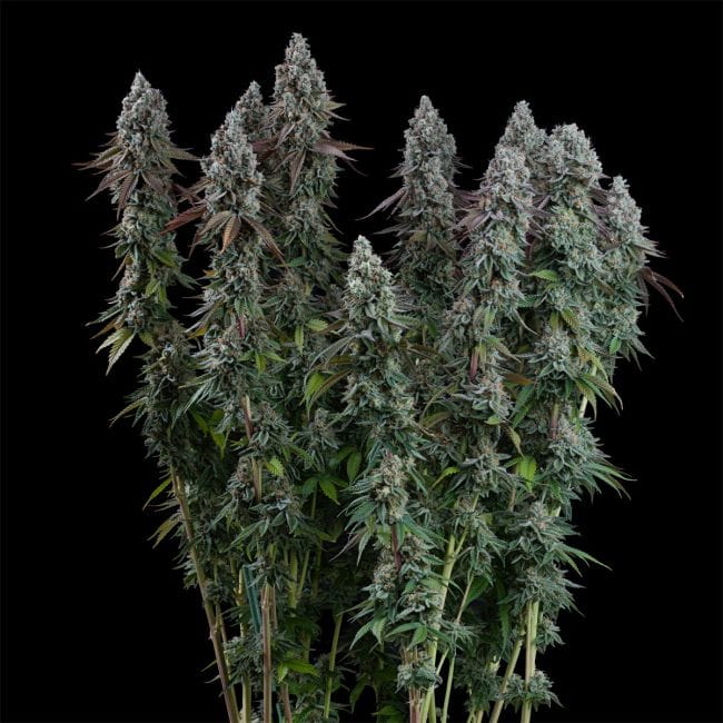 Black Sugar 2.0 Feminised Seeds-SMAN-BLS2-FEM