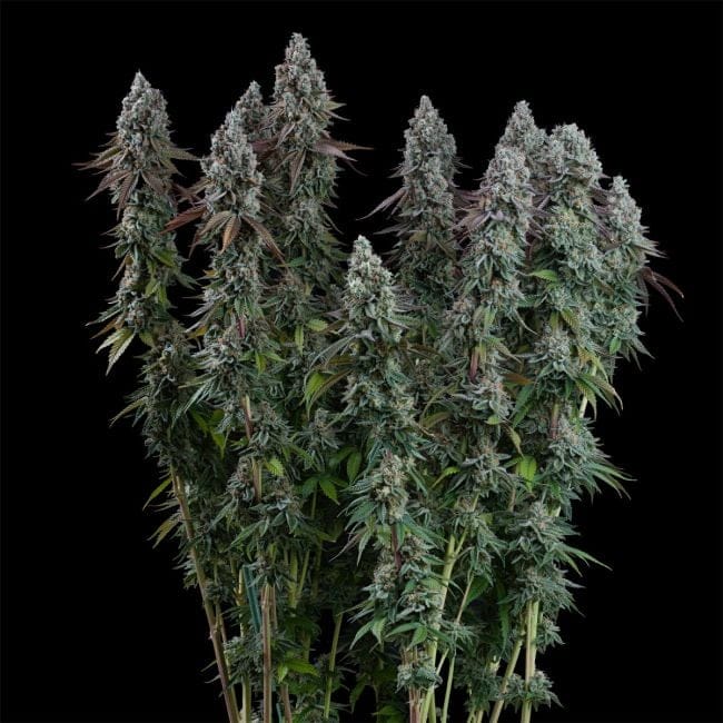 Black Sugar 2.0 Feminised Seeds-SMAN-BLS2-FEM
