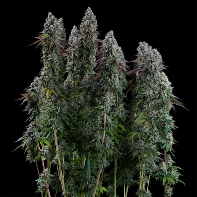 Black Sugar 2.0 Feminised Seeds-SMAN-BLS2-FEM