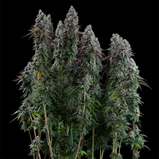 Black Sugar 2.0 Feminised Seeds-SMAN-BLS2-FEM
