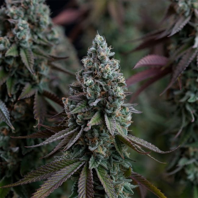 Black Sugar 2.0 Feminised Seeds-SMAN-BLS2-FEM