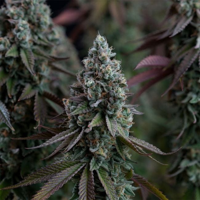 Black Sugar 2.0 Feminised Seeds-SMAN-BLS2-FEM