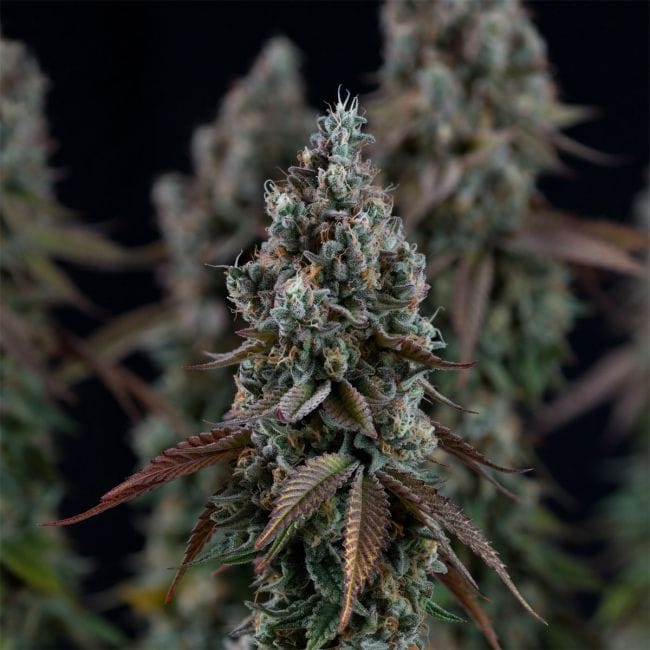 Black Sugar 2.0 Feminised Seeds-SMAN-BLS2-FEM