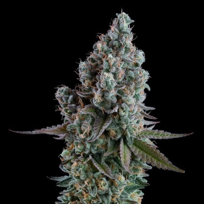 Black Sugar 2.0 Feminized Seeds-SMAN-BLS2-FEM