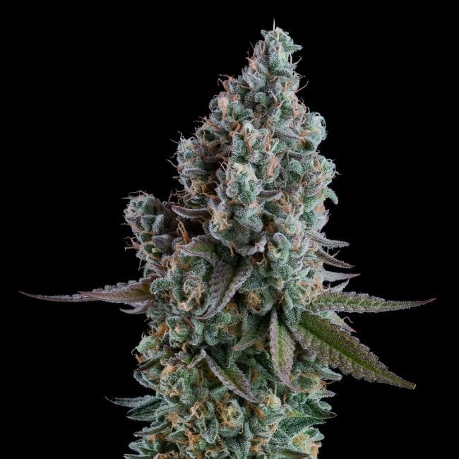 Black Sugar 2.0 Feminised Seeds-SMAN-BLS2-FEM