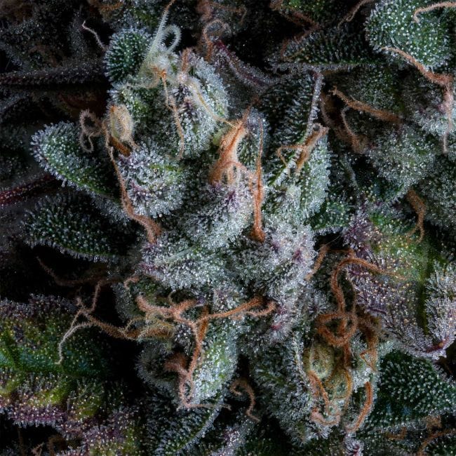 Black Sugar 2.0 Feminised Seeds-SMAN-BLS2-FEM