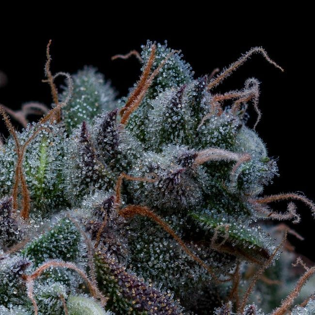 Black Sugar 2.0 Feminised Seeds-SMAN-BLS2-FEM