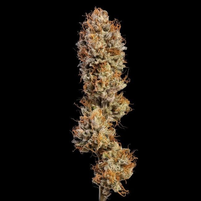 Black Sugar 2.0 Feminized Seeds-SMAN-BLS2-FEM