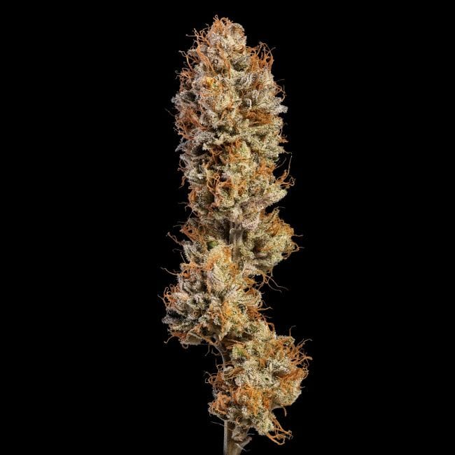 Black Sugar 2.0 Feminised Seeds-SMAN-BLS2-FEM