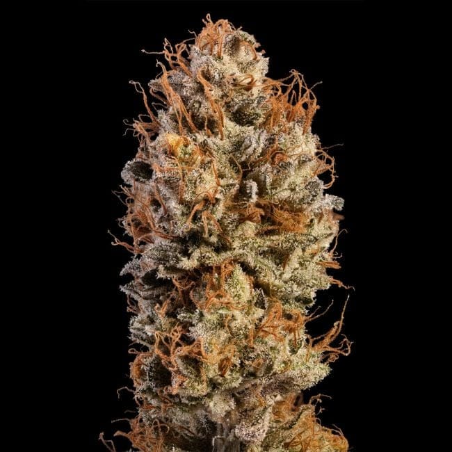 Black Sugar 2.0 Feminized Seeds-SMAN-BLS2-FEM