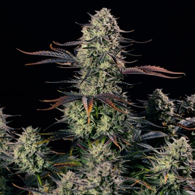 Alien Gas XXL Auto феминизирани семена-SIL-ALGAXXL-AUTO-FEM