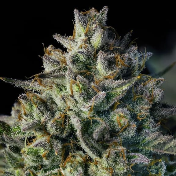 Mac Dawg XXL Auto Feminisiert Saatgut-SIL-MADAXXL-AUTO-FEM