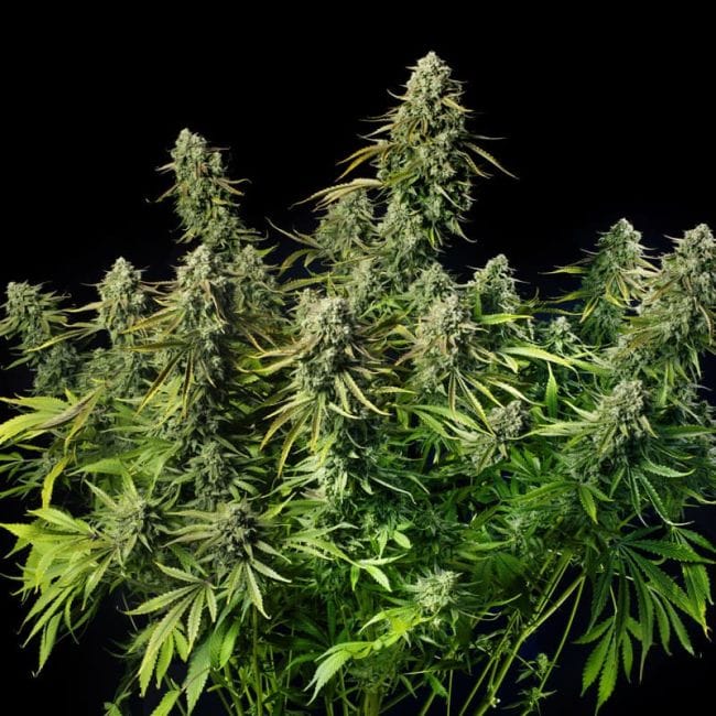 Mac Dawg XXL Auto Feminisiert Saatgut-SIL-MADAXXL-AUTO-FEM