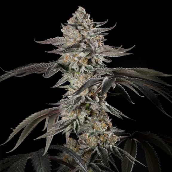 Cherry Essence Feminised Seeds-SIL-CHES-FEM