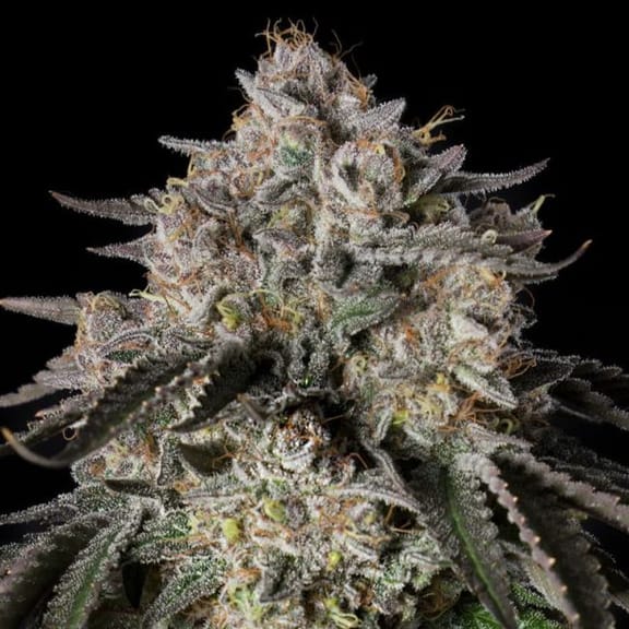 Cherry Essence Feminised Seeds-SIL-CHES-FEM