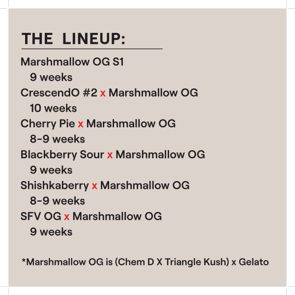 Marshmallow OG Multi-Pack Feminised Seeds-ETHO-MMOGMP-FEM