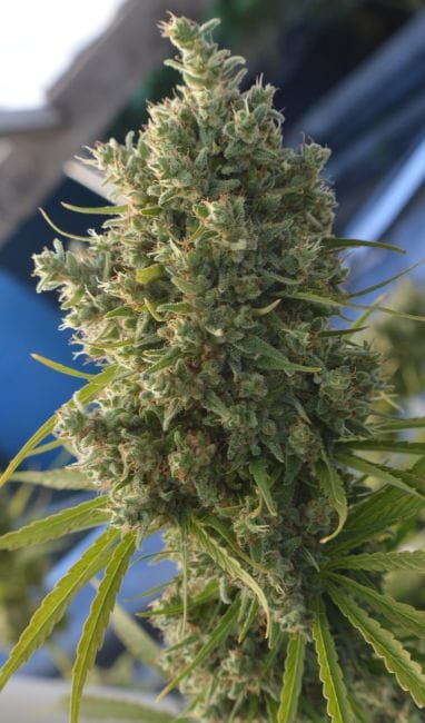 Killer A5 Haze Regular Seeds-ACE-KIA5H-REG
