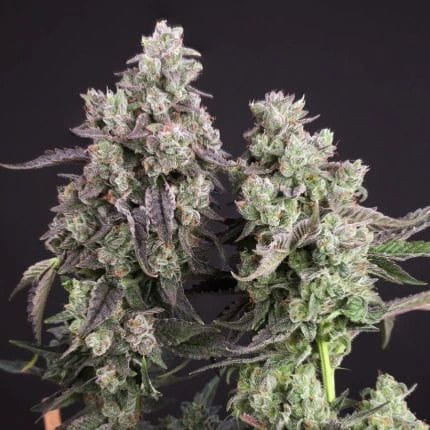 Candy Bubatz XL Feminised Seeds-DP-CABU-FEM