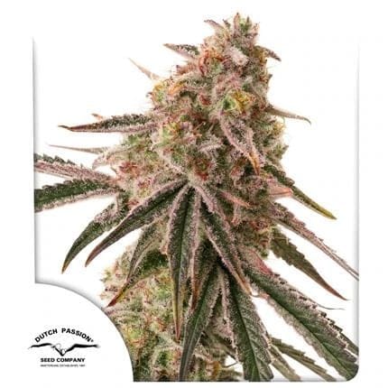 Frozen Biscotti Feminised Seeds-DP-FRBI-FEM