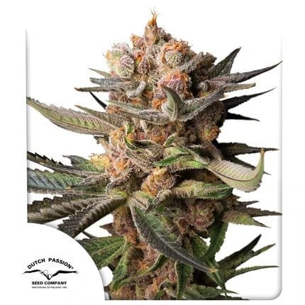 Frozen Biscotti Auto Feminised Seeds-DP-FRBI-AUTO-FEM