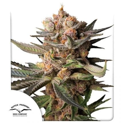 Frozen Biscotti Auto Feminised Seeds-DP-FRBI-AUTO-FEM
