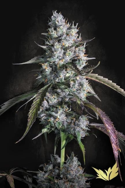 Red Velvet Auto Feminised Seeds-PARA-REVE-AUTO-FEM