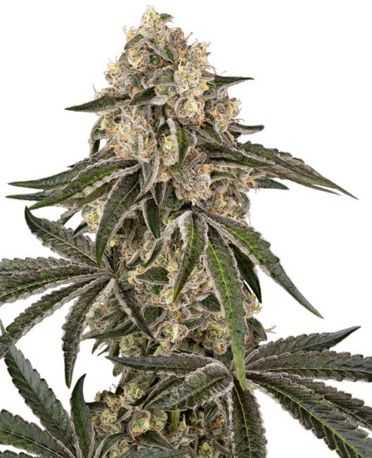 Sunset Peach Feminised Seeds-SEN-SUPE-FEM