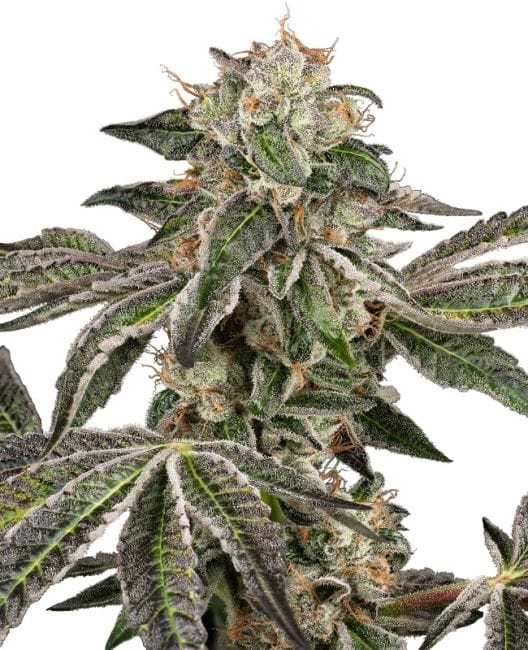 Runtz Auto Feminised Seeds-WHITE-RUNT-AUTO-FEM