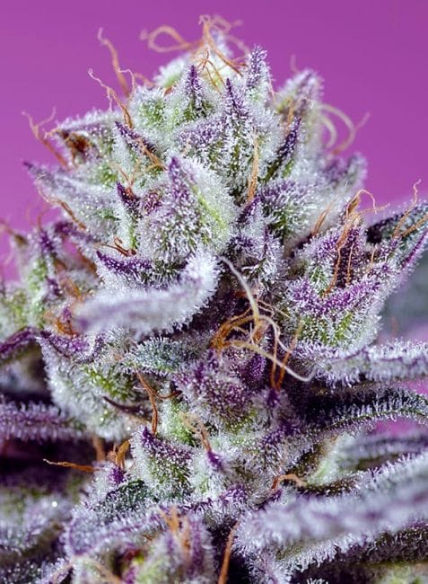 Diablo's Delight XL Auto Feminised Seeds-SS-DIDEXL-AUTO-FEM
