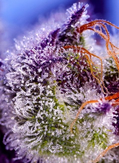 Diablo's Delight XL Auto Feminised Seeds-SS-DIDEXL-AUTO-FEM