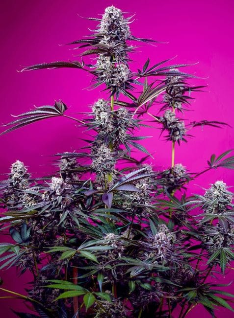 Studio 54 Stardust Auto Feminised Seeds-SS-ST54ST-AUTO-FEM