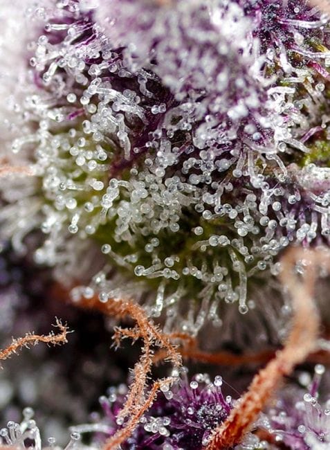 Studio 54 Stardust Auto Feminised Seeds-SS-ST54ST-AUTO-FEM