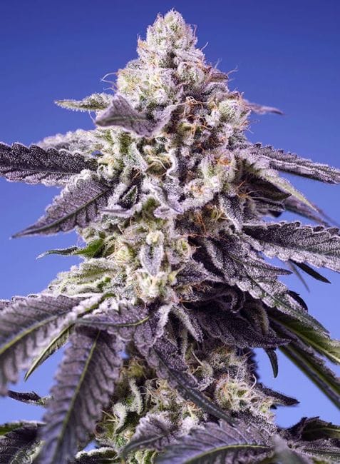 Permanent Jealousy XL Auto Feminised Seeds-SS-PEJEXL-AUTO-FEM