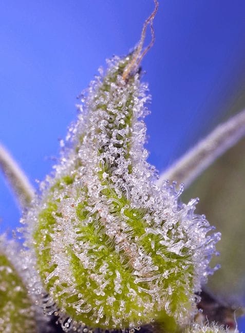 Permanent Jealousy XL Auto Feminised Seeds-SS-PEJEXL-AUTO-FEM
