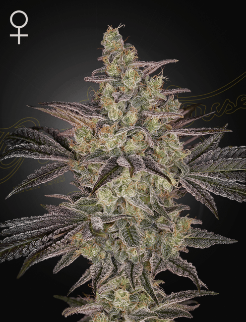 Frosted Guava Auto Feminised Seeds-GH-FRGU-AUTO-FEM