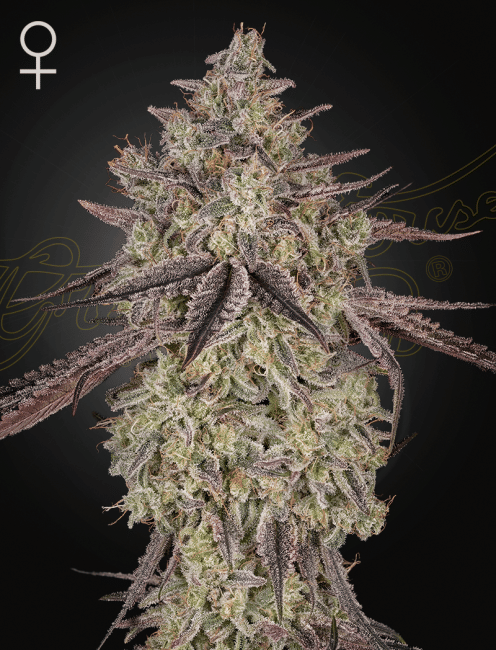 Skywalker Auto Feminised Seeds-GH-SKYW-AUTO-FEM