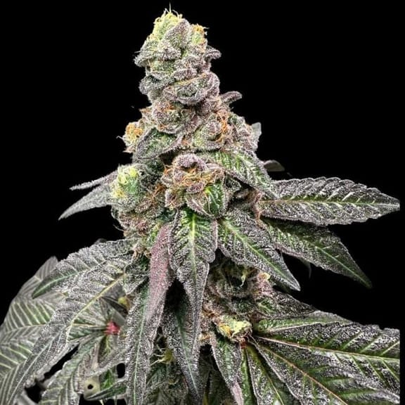 Banana Nut Bread Feminized Seeds-ATL-BANB-FEM