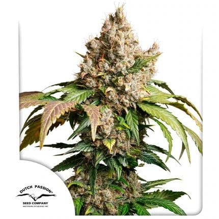Red Tropicana Cookies Auto Feminized Seeds-DP-RETC-AUTO-FEM