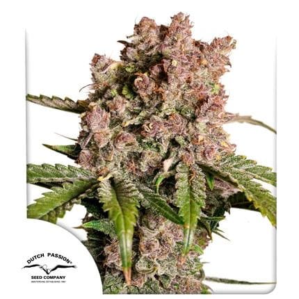 Strawberry Soda Auto Feminized Seeds-DP-STSO-AUTO-FEM