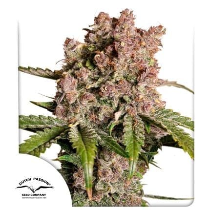 Strawberry Soda Auto Feminized Seeds-DP-STSO-AUTO-FEM