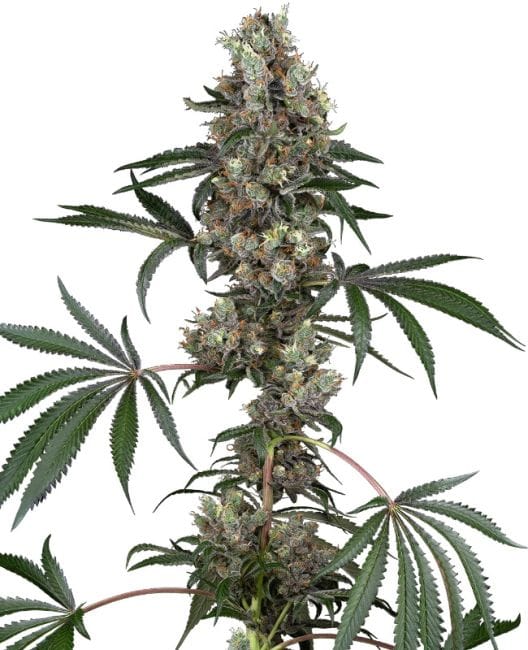 Chemberries Feminised Seeds-WHITE-CHBE-FEM
