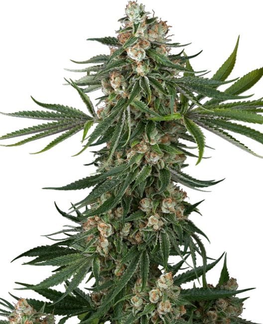 Fallout OG Feminised Seeds-WHITE-FAOG-FEM