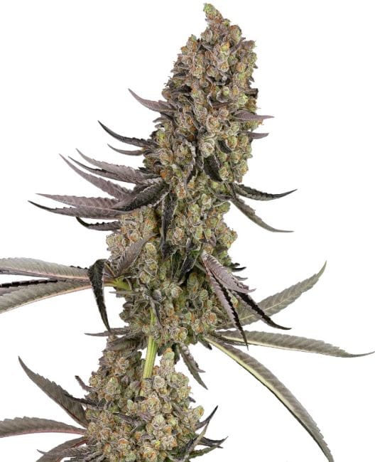 Vlad The Inhaler Feminised Seeds-WHITE-VLTI-FEM