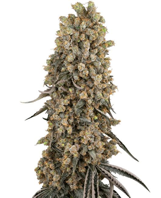 Atomic Blue Dream Feminized Seeds-SEN-ATBD-FEM