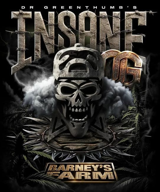 Insane OG Feminised Seeds-BFS-INOG-FEM