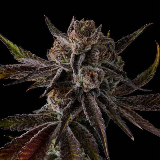 Purple Preserves Feminized Seeds-COM-PUPR-FEM